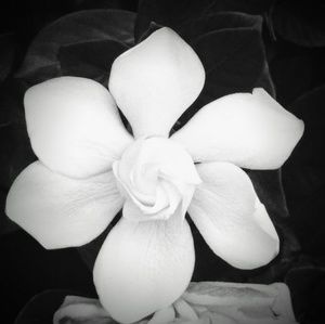 Meet your Posher, Beth